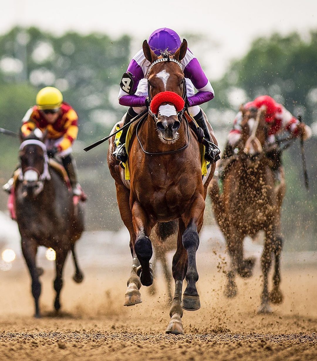 Peloton de chevaux de face